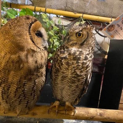 Dream_my_hands's profile picture. おかず探し　会えるなら会いたい