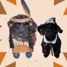 AffieObi's profile picture. Happy little Yorkiepoo Mina & Pomapoo Ira. Members of world famous TJ5 Gang. Politics 🚫🚫🛑#ZSHQ #RuffRiderz 💙💙