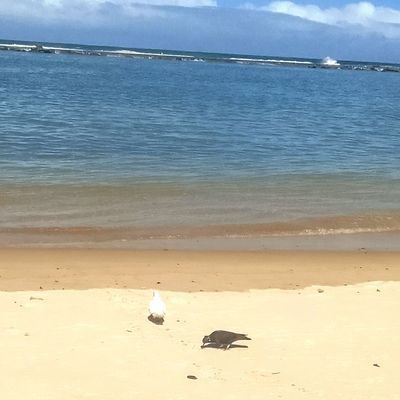 GustavoJP2025's profile picture. 