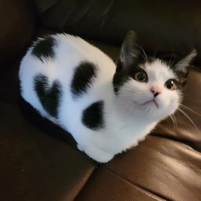 nsiie_417's profile picture. 