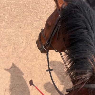 trottywave_'s profile picture. 𝔄𝔪𝔬𝔫𝔤 𝔪𝔞𝔫𝔢𝔰 𝔞𝔫𝔡 𝔡𝔯𝔢𝔞𝔪𝔰 🐴