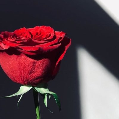 memo123mj1's profile picture. 