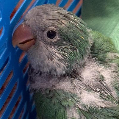 Amioksus's profile picture. #GG4EVA // LO