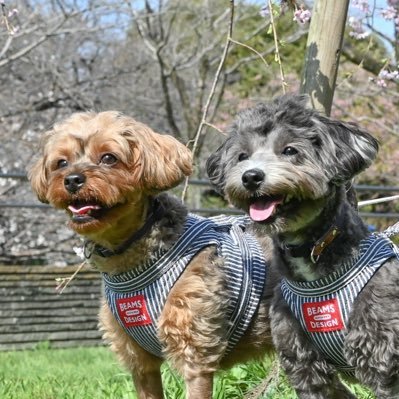 wanwan01030813's profile picture. 業界大手企業本社の経営企画部。 金融、経済、日経新聞好き。★Newspicksコメントがメイン★

犬(小型犬２頭※マルプー/ヨープー)パチンコ、競馬、武豊ジョッキー、ボートレース、サウナ大好き。さらには、お酒。サッカーは浦和レッズ。