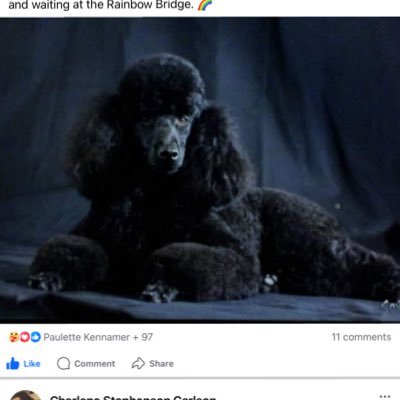 CharsPawSpa's profile picture. 