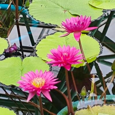 maumaudesuyo's profile picture. No Reason BUMPファン
コカ・コーラゼロおじさん　血の代わりに流れてる
GSR400乗ってる楽しい！おじさん楽しい！