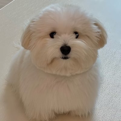 cantigerreally's profile picture. 