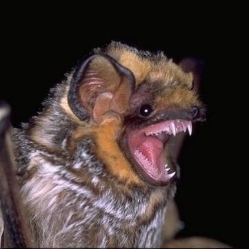 rafabucetaporra's profile picture. 