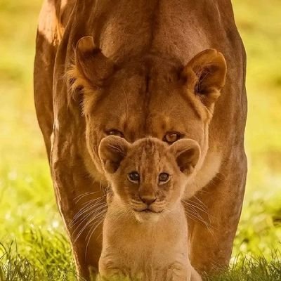 ngoyimarcel8188's profile picture. Ingénieur en  Pétrole, gaz et Énergies Renouvelables/ Spécialiste en Gestion et Économie Pétrolière/UNIKIN. Acteur politique Congolais.