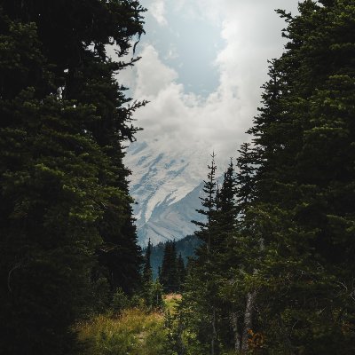 DuoiNhungTanCay's profile picture. Dưới những tán cây
Nơi em ở đấy…