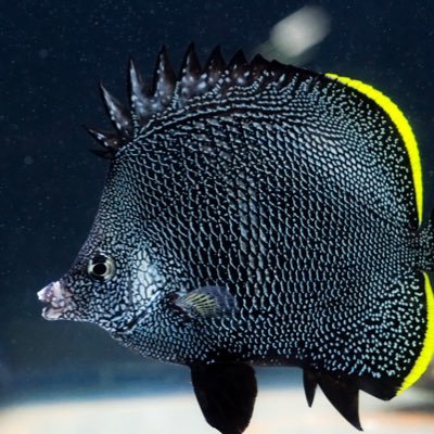 pyhuokito43501's profile picture. 魚と人をとるのが好きな人