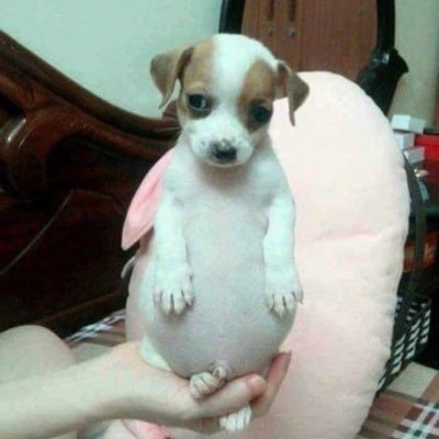 kkyukkyu9_9's profile picture. 다시한번말하는데 김준규는니네가함부로할수있는대상이아니다 김준규는신이고 김준규는보석이다 감히 하천한천민따위가 말을얹을 수있는 그런존재가아니다