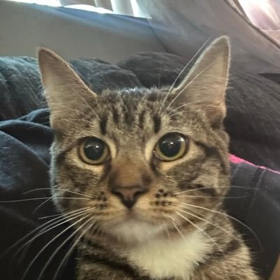 CalebIan81556's profile picture. 