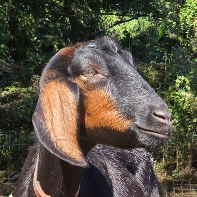 ecolomo1968's profile picture. ♢法人専用ヤギレンタル牧場
♢ヤギ用エサ販売(チモシー牧草&配合飼料)
♢えころも牧場農園の園長