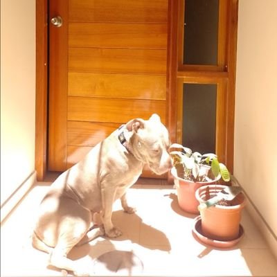 lincolnrr's profile picture. De paso por este plano existencial... aprendiendo ando.