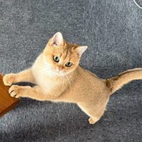 千陽Chiharu (@bickfordwe49699) 's Twitter Profile Photo