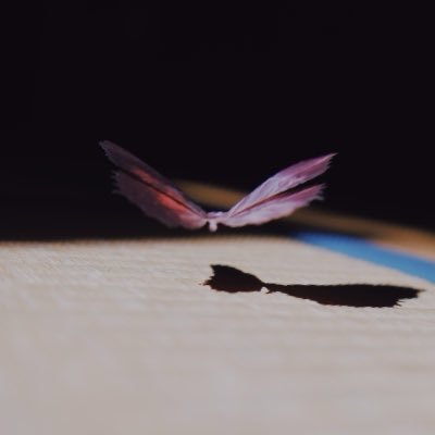 kikkawarei's profile picture. trimming