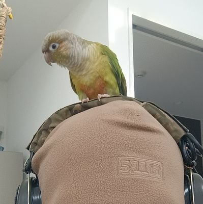 Aoi_Ponkotu's profile picture. タルコフPVE民のUSECです
英語の勉強をしています