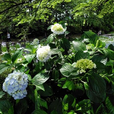 6h87W's profile picture. とある地域を愛するものです…🌅