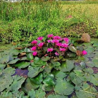 lam_teoh70357's profile picture. 