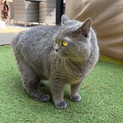 Mike_Dekoy's profile picture. 