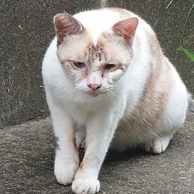 yakiniku2974's profile picture. 人間やめたい
ゲームと動物好き
適当につぶやく

アイコンは近所の野良猫