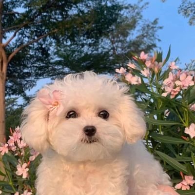 yashieeee__'s profile picture. 