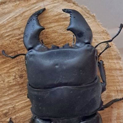 yGWeb7OLBU58770's profile picture. スマトラ　パラワン　本土ヒラタ(筑豊産)、ヒラタ各種ブリードの記録を載せてます。