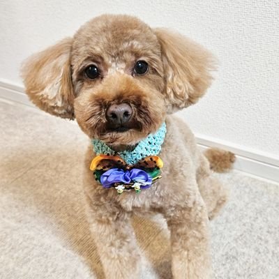 YUDU71315's profile picture. トイプードルゆづ男の子です🎶2021.10.17生まれです😀4歳になりました😆👍
まだまだ、皆様からの情報を参考にしたいと思います🤩
無言フォロー失礼します。
これからも、宜しくお願いします🙇‍♀️