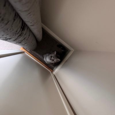 superpaddiepads's profile picture. Reform voters not welcome