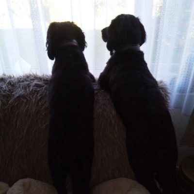 LoweJacqueline3's profile picture. Northern girl living in Wiltshire, would not live anywhere else. Followed my husband around the 🌎.  We have 2 Sprockers one is a T Leaf 🐕‍🦺