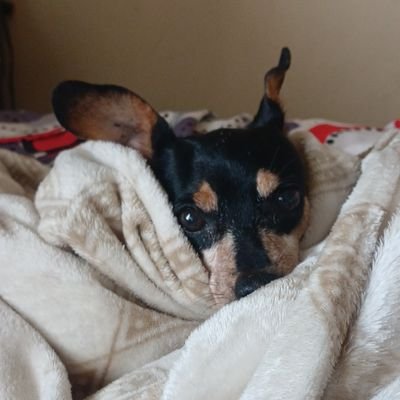 JanethMassiel's profile picture. Venezolana,  Dios y mi hijo, Bienestar Animal