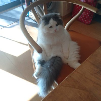 NEgl1XIQlrlW0E6's profile picture. プロフィールは実家の猫です。ユーザー系Sier/営業→社内セキュリティ担当/サイバーセキュリティ勉強中