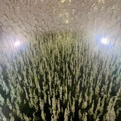 JTTLVJT's profile picture. if you wanna move- move. you’re not a tree