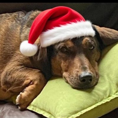 IMissHitchSlaps's profile picture. RepealTheGRA

If there is hope it lies in the proles

🐿 🦖

He was just walking his dog 🐕‍🦺

Remigration now

Mercy to the guilty is cruelty to the innocent.