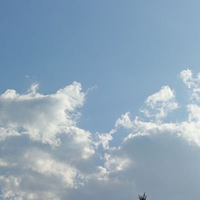 lilacsebay's profile picture. 