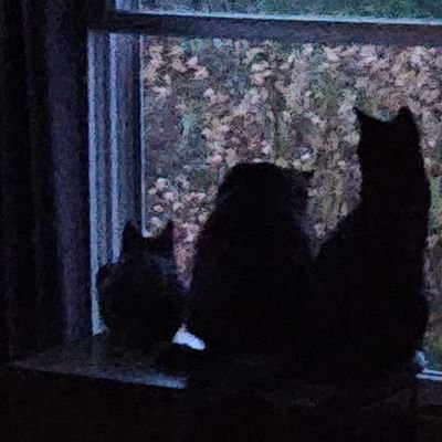 SashaD56156's profile picture. 