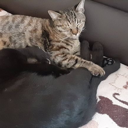 nemuirio's profile picture. 20↑男/手帳2級/不安障害/双極性障害/がんばって生きてます！話し相手が増えたら嬉しいです…！