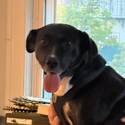 wanderingjuu's profile picture. former mayoral candidate