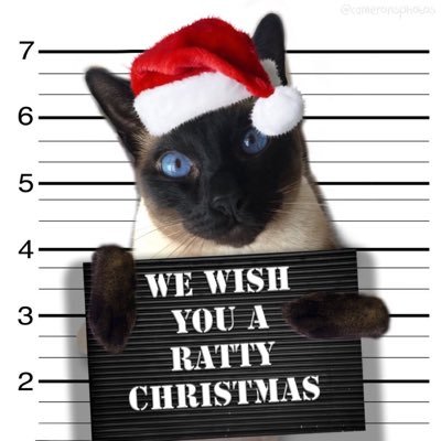 RatBoyCurry's profile picture. Leader & a Founder of the Famous #WDG😺Former Taco Trafficker, Protected by Bart the Bodyguard🐆@KendallAnnCurry is my mom, she’s a composer. Buy her music!😈