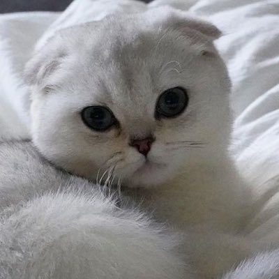 nameidk12345's profile picture. im a high school student, i ve had ed for almost 3 years now (ana) im new on edtwt lw:38 gw: 49 ugw: 45 164 cm/5”4 if u wanna be friends dm me! ifb