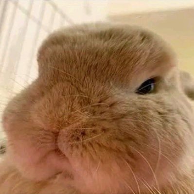 saluteistofu's profile picture. 🐰🦆✨ mama nong namping 🧸@nampingnapat @harit_keng fan account 🫧✨