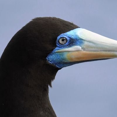 Jp_Murrelet_'s profile picture. 🐬🐥🐳
鳥類・鯨類・海の生き物好き