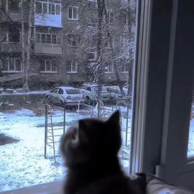 xiguameifannao's profile picture. 世界上不能没有可爱的小狗狗