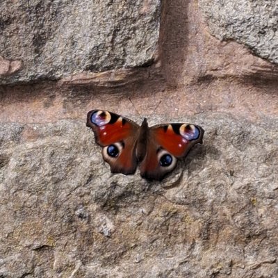 columbascave's profile picture. Woman