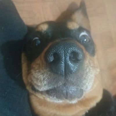 angeljjkop's profile picture. blue&grey