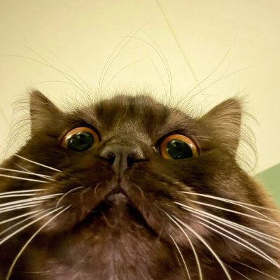 Jeltavinn's profile picture. 