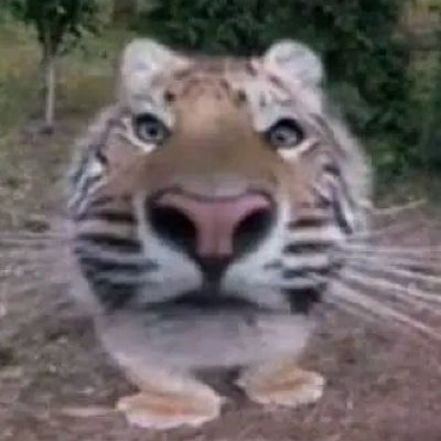 cadicat_tweets's profile picture. I like birdwatching, Minecraft, and taking pictures. Probably posting from a sand dune