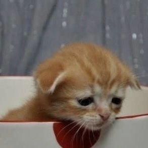 giovanna55536's profile picture. 