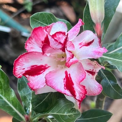 Balilje's profile picture. Point and Shoot. Amateur photographer. Passionate about Life,Travel,Culture Adventure & Technology. Show-casing the beautiful northern AUSTRALIA.